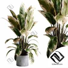 Комнатные растения Benjamin