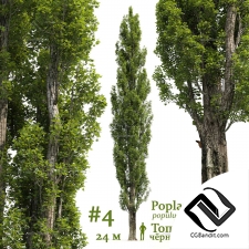 Деревья Poplar