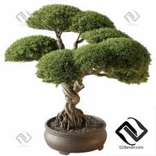 Комнатные растения Bonsai