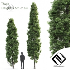 Деревья Trees Thuja high