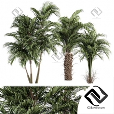 Деревья Palm 08