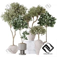 Комнатные растения Elastica Abidjan Melany and Mission Olive