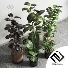 ficus rubbery plant Collection 165_dirty wooden and plastic pots