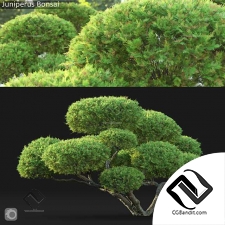Деревья Bonsai
