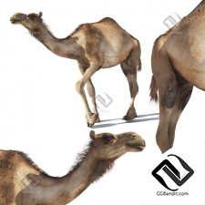 Живые существа Living creatures Camel
