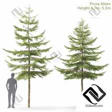 Деревья Trees Spruce 41