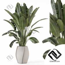 Комнатные растения Set 590