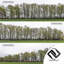 Текстуры Панорамные изображения Textures Panoramic images with trees