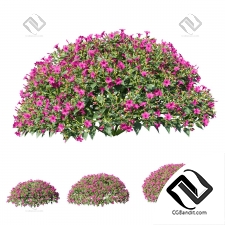 Мирабилис ялапа