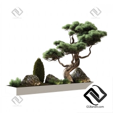 Комнатные растения Japanese pine