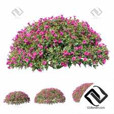 Мирабилис ялапа