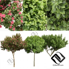 Деревья Michelia Champaca, Catalpa Bignonioides, Orchid