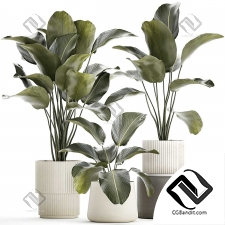 Комнатные растения экзотический куст