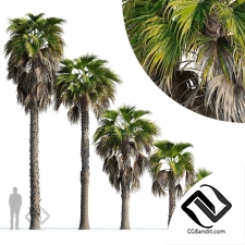 Пальма Вашингтония робуста