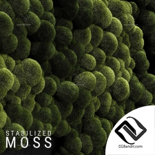 Фитостены Moss  08