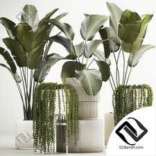 Комнатные растения набор 03