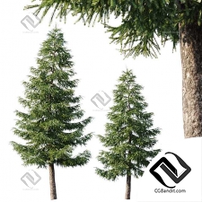 Деревья Spruce