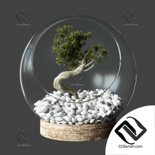 Комнатные растения Little Tree In Glass Globe