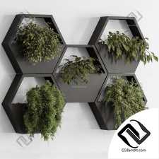 Комнатные растения 108