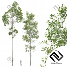 Деревья Populus Tremuloides