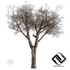 Деревья Dry Baobab