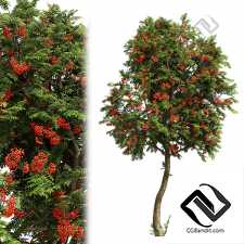 Деревья рябина