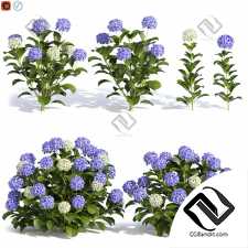 Кусты гортензии