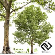 Деревья Platanus