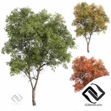 Деревья Broadleaf