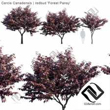 Деревья Cercis Canadensis