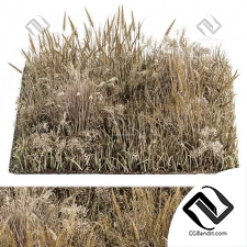 Wild Grass Dried and Wheat - Grass Set 04