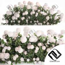 Кусты гортензии 03