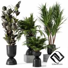 Indoor Plants 27