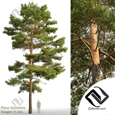 Деревья Trees Pinus sylvestris 02