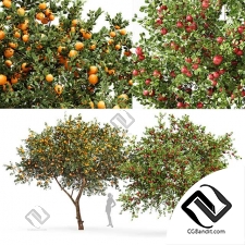 Деревья fruit
