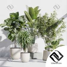 Комнатные растения set 277