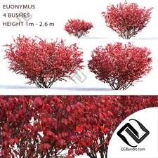 Кусты Euonymus 04