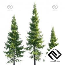 Деревья Trees spruce 13