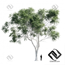 Деревья Trees Eucalyptus 14
