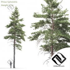 Деревья Trees Scots pine 27