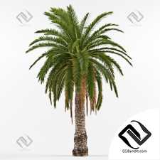 Деревья Trees Phoenix Canariensis