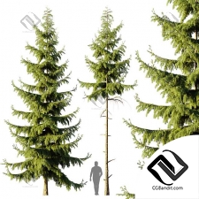 Деревья Pine Spruce