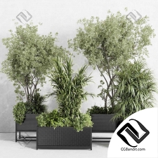 Комнатные растения set 38