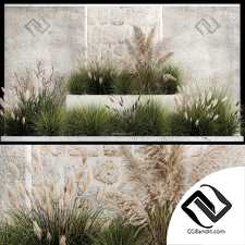 Кортадерия и белый камыш