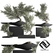 Комнатные растения bonsai set