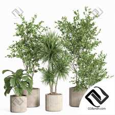 Комнатные растения set 49
