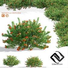 Кусты лапчатка красная