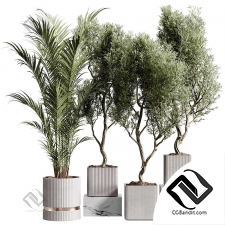 Комнатные растения collection 13