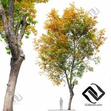 Деревья Fraxinus excelsior