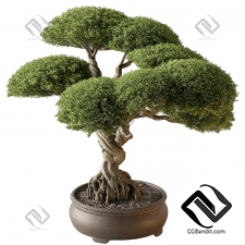 Комнатные растения Bonsai